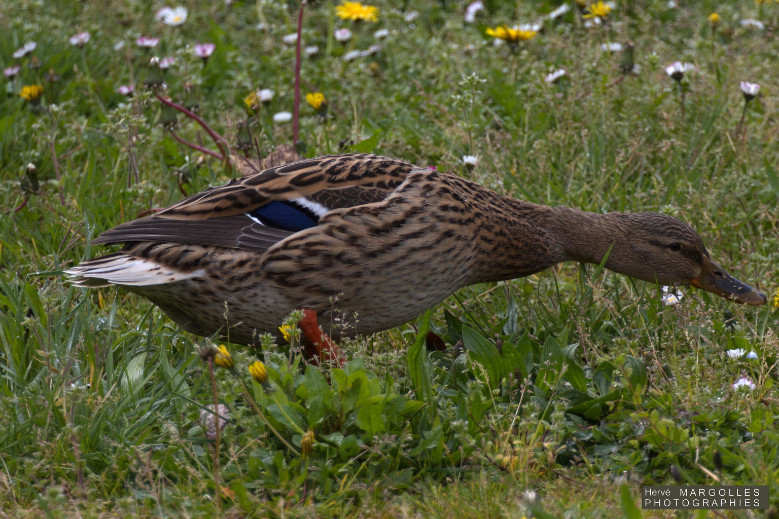 Canard colvert Femelle.jpg